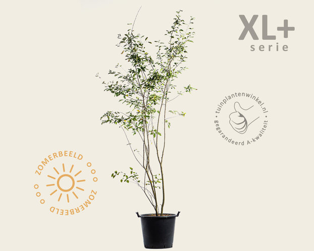 Amelanchier lamarckii - XL+