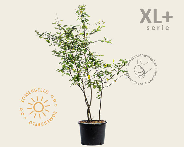 Amelanchier lamarckii - XL+