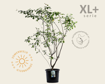Amelanchier lamarckii - XL+