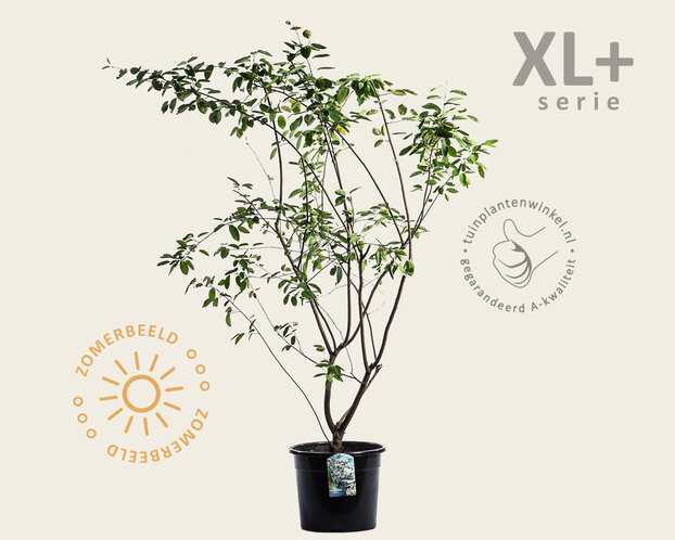 Amelanchier lamarckii - XL+