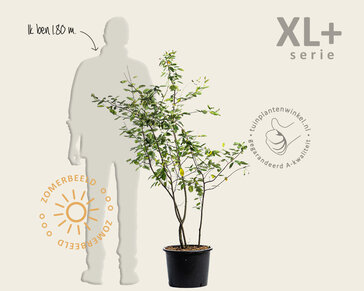 Amelanchier lamarckii - XL+