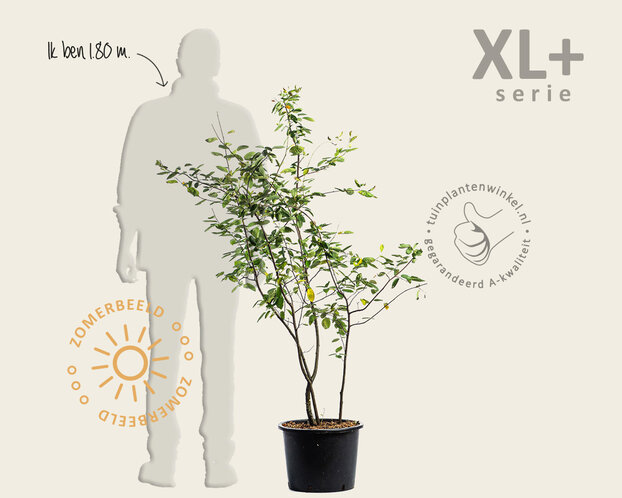 Amelanchier lamarckii - XL+