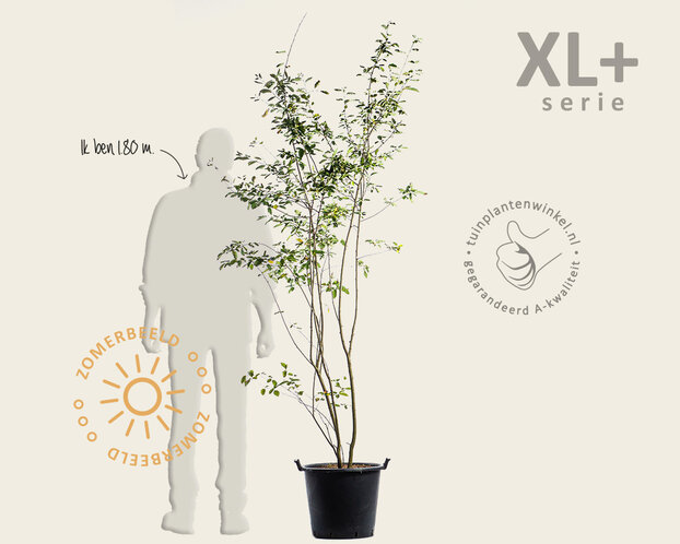 Amelanchier lamarckii - XL+