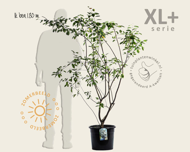 Amelanchier lamarckii - XL+