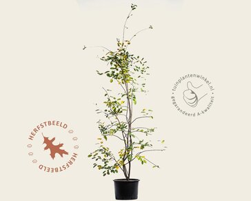 Amelanchier lamarckii - XL+