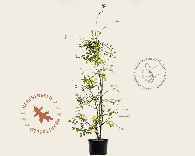 Amelanchier lamarckii - XL+