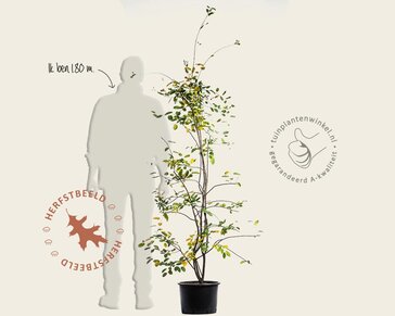Amelanchier lamarckii - XL+