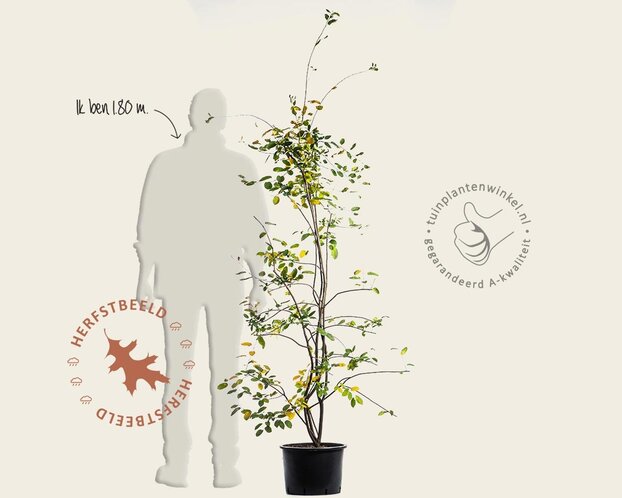 Amelanchier lamarckii - XL+