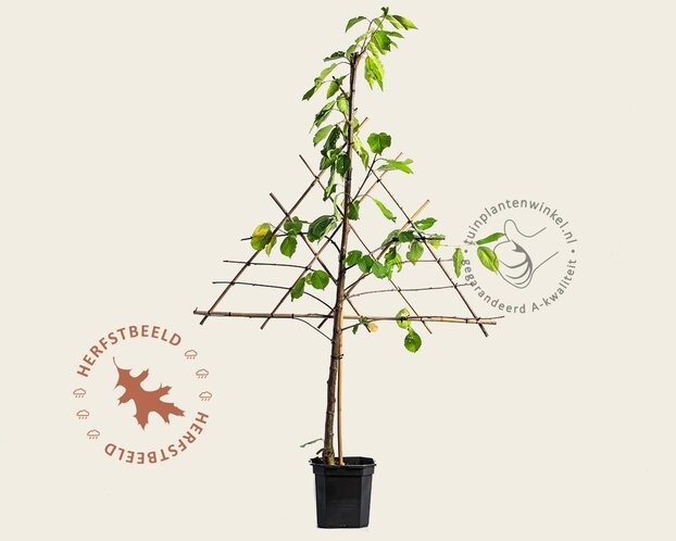 Prunus avium 'Kordia' - lei-vorm