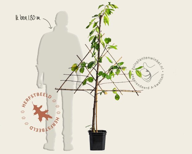 Prunus avium 'Kordia' - lei-vorm