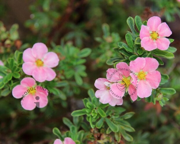 Potentilla fruticosa 'Pink Beauty'