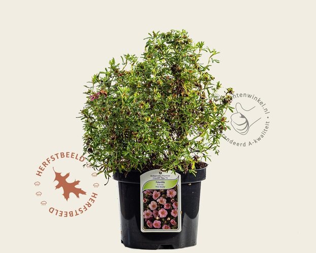 Potentilla fruticosa 'Pink Beauty'