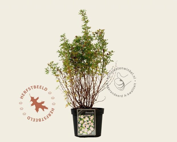 Potentilla fruticosa 'Pink Beauty'