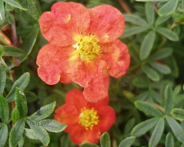 Potentilla fruticosa 'Red Ace'