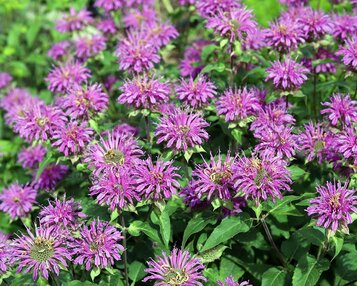 Monarda 'Prairienacht' image