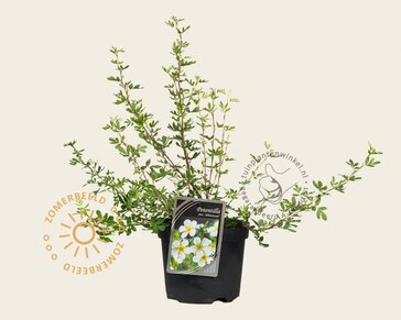 Potentilla fruticosa 'Abbotswood'
