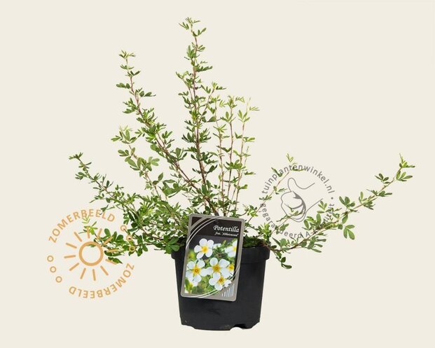 Potentilla fruticosa 'Abbotswood'