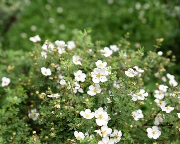 Potentilla fruticosa 'Abbotswood'