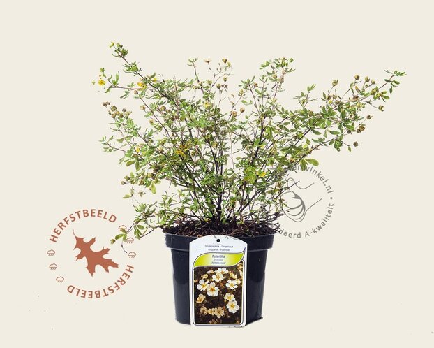 Potentilla fruticosa 'Abbotswood'