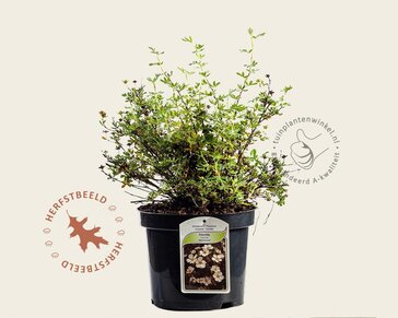 Potentilla fruticosa 'Abbotswood'