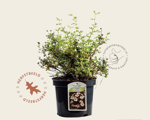 Potentilla fruticosa 'Abbotswood'