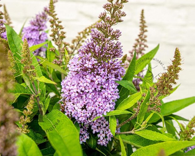 Buddleja Butterfly Candy 'Little Lila'