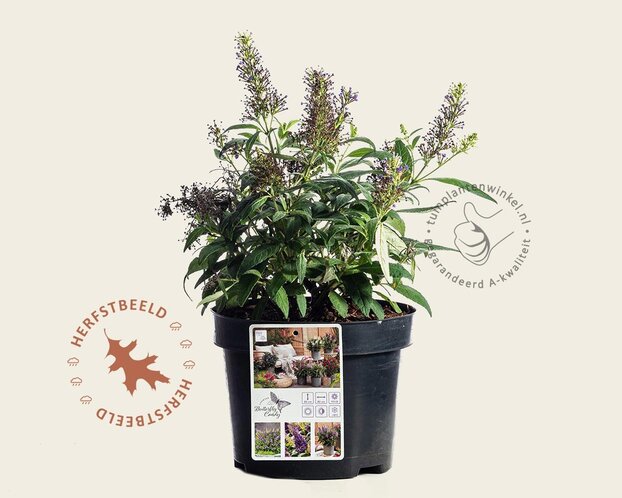 Buddleja Butterfly Candy 'Little Lila'