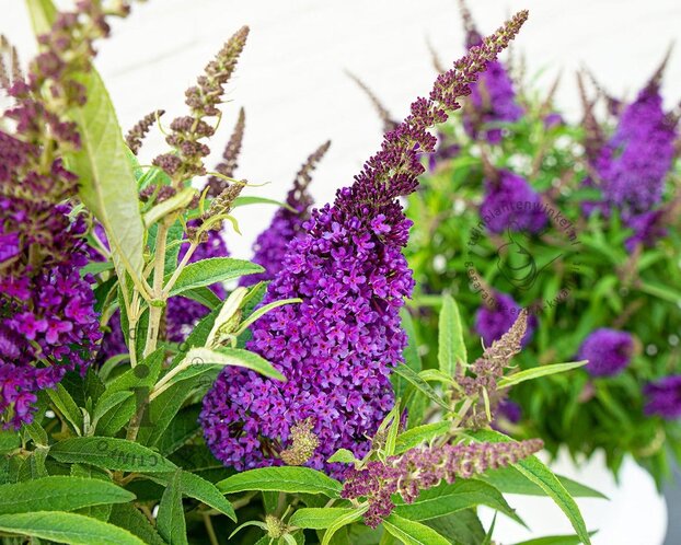Buddleja Butterfly Candy 'Little Purple'