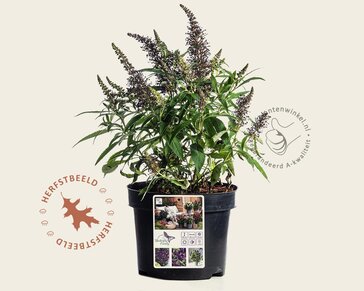 Buddleja Butterfly Candy 'Little Purple'