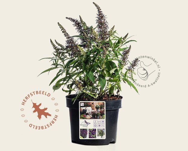 Buddleja Butterfly Candy 'Little Purple'