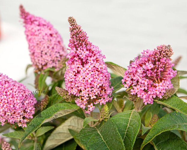 Buddleja Butterfly Candy 'Little Pink'