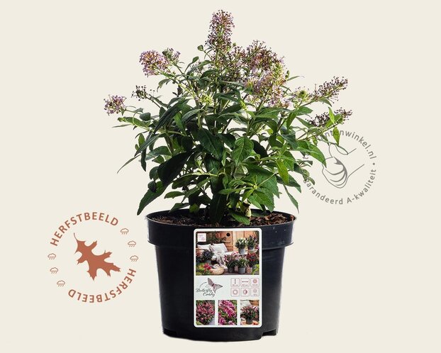 Buddleja Butterfly Candy 'Little Pink'