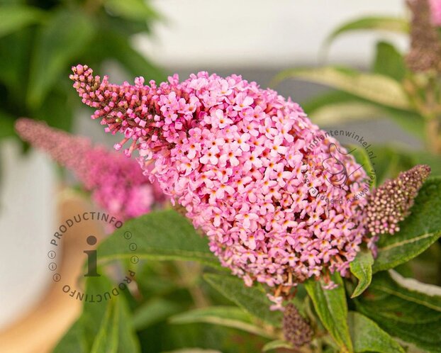 Buddleja Butterfly Candy 'Little Pink'