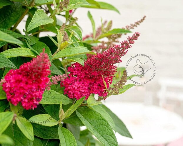Buddleja Butterfly Candy 'Little Ruby'
