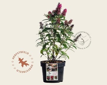 Buddleja Butterfly Candy 'Little Ruby'