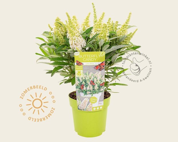 Buddleja Butterfly Candy 'Little White'