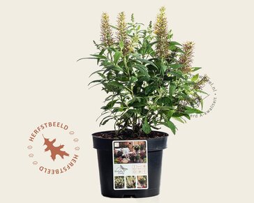Buddleja Butterfly Candy 'Little White'