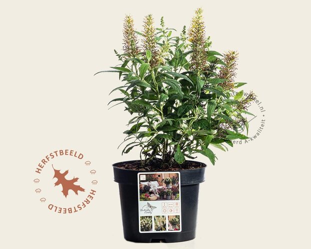 Buddleja Butterfly Candy 'Little White'