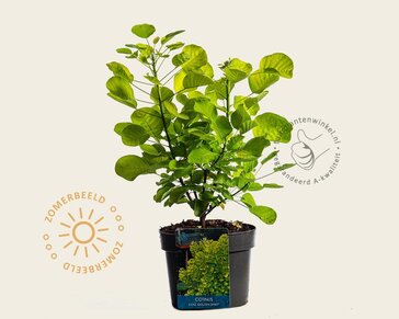 Cotinus coggygria 'Golden Spirit'
