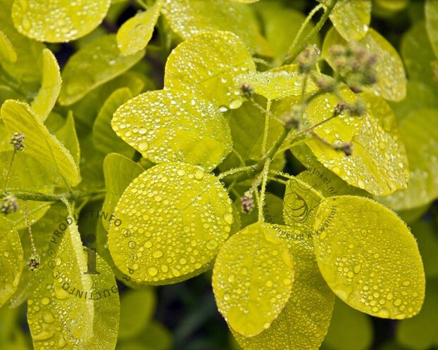 Cotinus coggygria 'Golden Spirit'