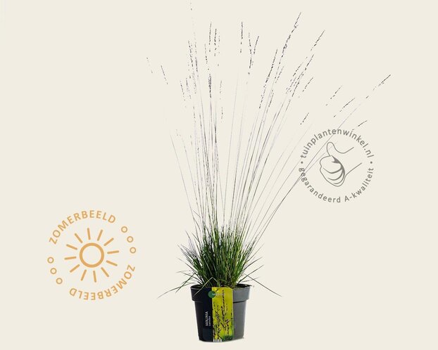 Molinia caerulea 'Edith Dudszus' - XL