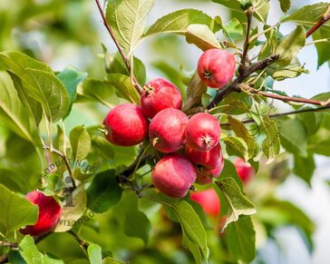 Malus 'Red Sentinel' - laagstam