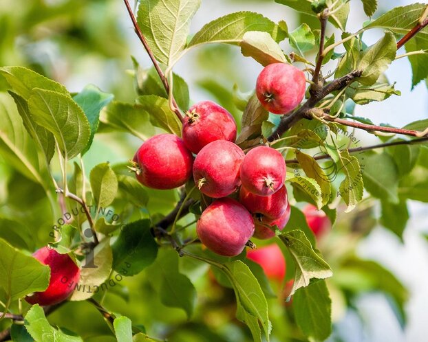 Malus 'Red Sentinel' - laagstam