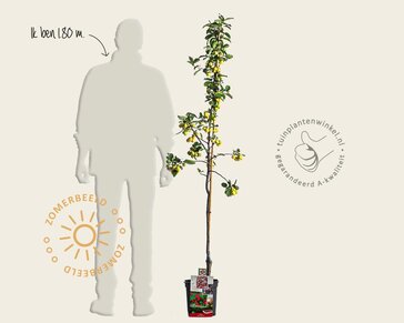 Malus 'Red Sentinel' - laagstam