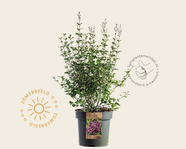 Syringa Bloomerang 'Dark purple' - XL