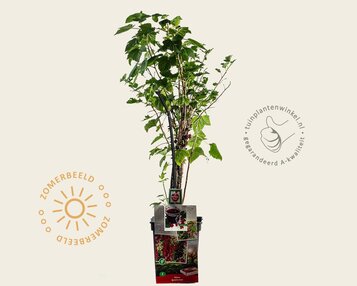 Ribes 'Quattro bes' image