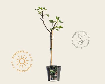 Ficus carica 'Brown Turkey' - op stam