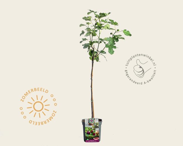 Ficus carica 'Brown Turkey' - op stam