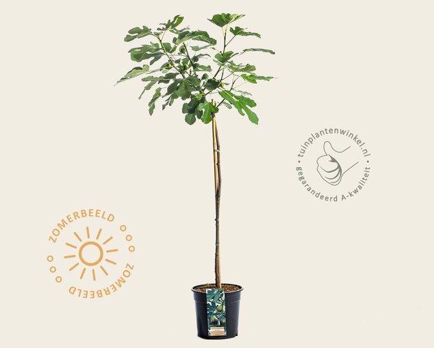Ficus carica 'Brown Turkey' - op stam
