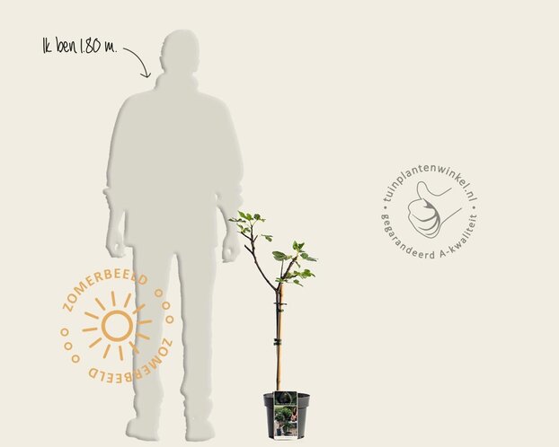 Ficus carica 'Brown Turkey' - op stam